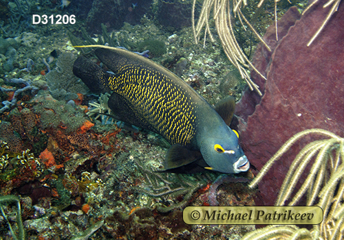 French Angelfish (Pomacanthus paru)